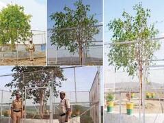 MP News: मध्य प्रदेश में एक पेड़ की सुरक्षा में 24 घंटे तैनात रहते हैं पुलिस के जवान, क्या आप इस पेड़ के बारे में जानते हैं