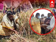 Dharmapuri Collector Divya Dharsini | விவசாயிகளுடன் அறுவடையில் ஈடுபட்ட மாவட்ட ஆட்சியர் | Harvesting