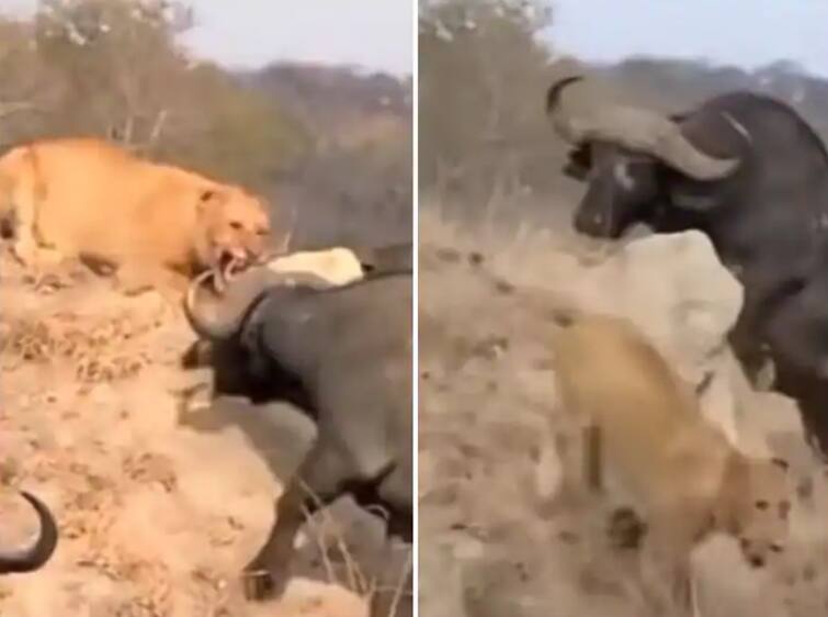 lioness was seen running to save her life from-the-group-of-buffaloes-2108165 Viral Video : सिंहीणीचा शिकारीचा डाव फसला, म्हशींनी केलं धोबीपछाड; पाहा थक्क करणारा व्हिडीओ