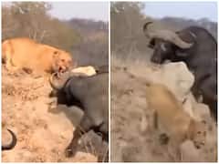 Watch: जान बचाने के लिए भागती नजर आई शेरनी, भैंसों के दल ने छुड़ाए पसीने