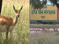 Churu Sanctuary: चुरू की ताल छापर सेंचुरी में बढ़ रहा है हिरणों का कुनबा, जानिए कितनी हुई संख्या