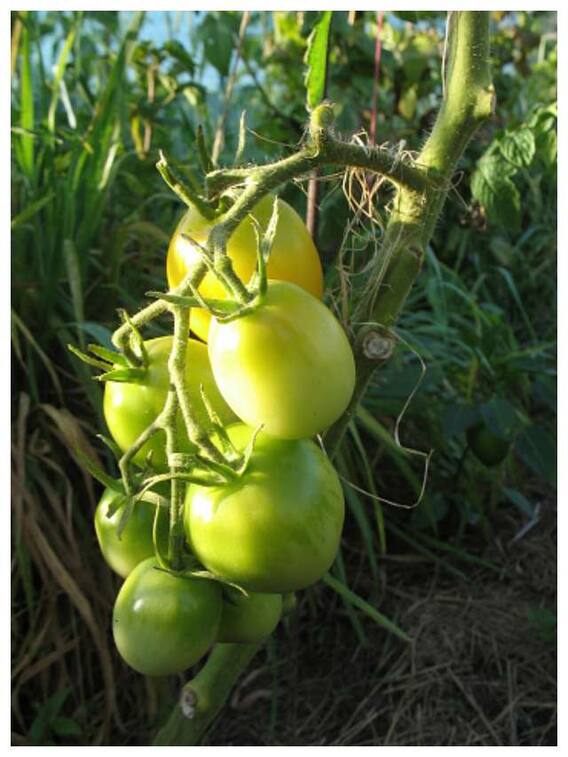 हरा टमाटर खाने के फायदे