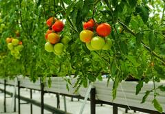 Kota News: બે IITiansનું અનોખું સ્ટાર્ટઅપ, હવામાં ઉગાડે છે શાકભાજી