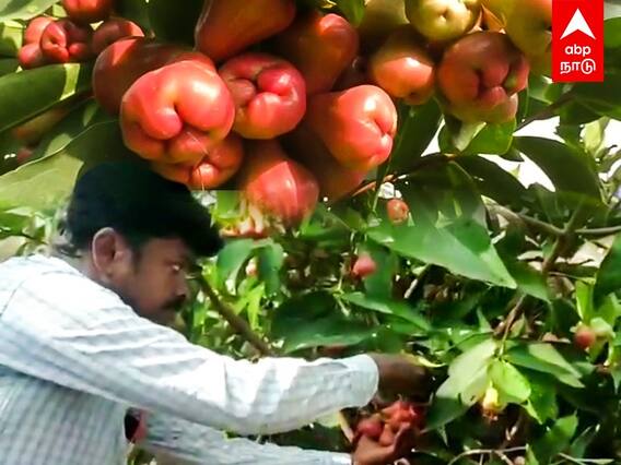Paneer Apple | குளிர்பிரதேச பன்னீர் ஆப்பிளை தருமபுரியில் விளைவித்து அசத்தும் ஆசிரியர்