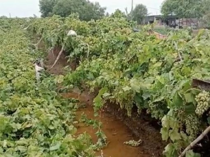 Unseasonal Rain News: मजुरी करुन जोपासली द्राक्ष बाग; पण अवकाळीनं केला घात, राजकारणी शेतकऱ्यांकडे पाहणार का?