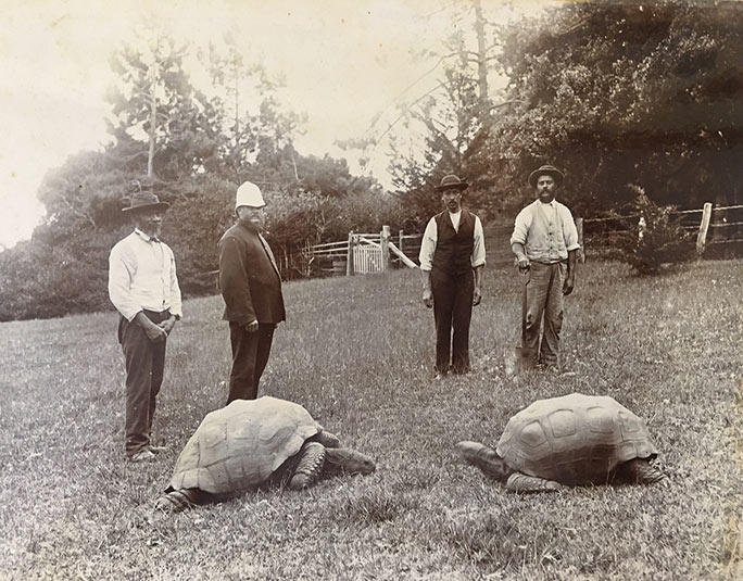 Oldest Tortoise: 1832లో పుట్టిన ఆ తాబేలు ఇంకా బతికే ఉంది, ఇప్పుడు దానికి 190 ఏళ్లంటే నమ్ముతారా?