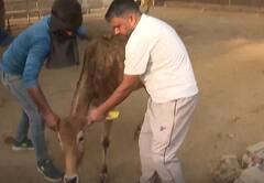 Alwar में गौशाला हटाए जाने का पूरा सच क्या है? Ground Report देखिए