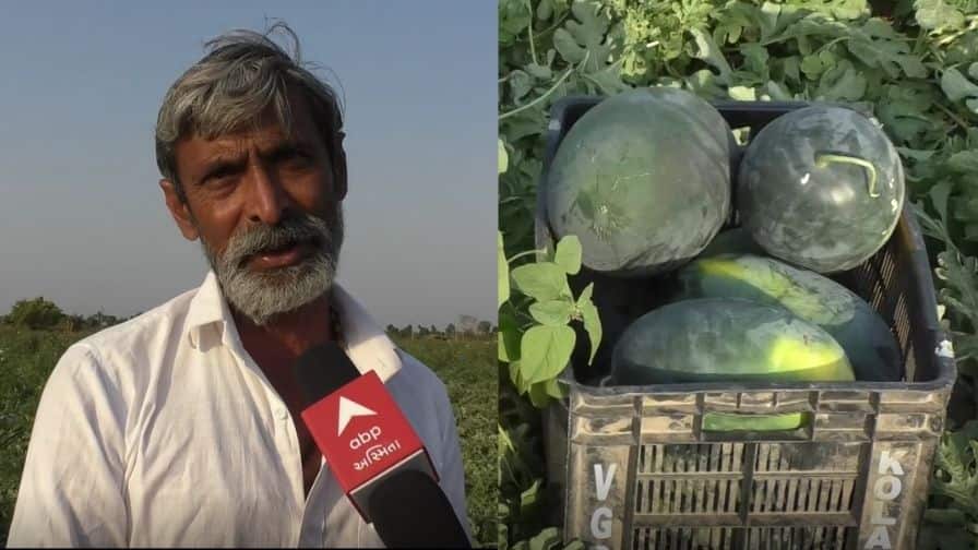અમરેલીના પ્રગતિશીલ ખેડૂત મધુભાઈ સાવલીયાએ તરબૂચની ખેતી કરી દોઢથી બે કરોડની કમાણી કરી Madhubhai Savlia, a progressive farmer from Amreli, earns Rs 2.5 crore by cultivating watermelon. અમરેલીના પ્રગતિશીલ ખેડૂત મધુભાઈ સાવલીયાએ તરબૂચની ખેતી કરી દોઢથી બે કરોડની કમાણી કરી