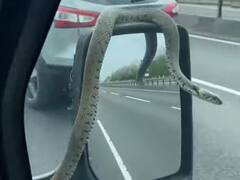 Snake On Van: వీడియో - వ్యాన్‌కు వేలాడుతూ పాము షికారు, థ్రిల్‌గా ఫీలైన కొద్ది క్షణాల్లోనే..