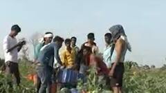 અમરેલીના આ ખેડૂતે કરી તરબૂચની ખેતી, એક જ વર્ષમાં કરોડથી વધુની આવક