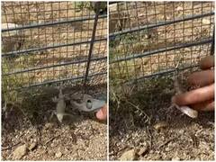 Watch: जाली में फंसी छिपकली की मदद को सामने आया शख्स, भागते समय हुई गड़बड़ और फिर...