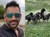 रांची में महेंद्र सिंह धोनी अपने फार्म पर पालेंगे 'कड़कनाथ' मुर्गे, झाबुआ से भेजे गए 2 हजार चूजे