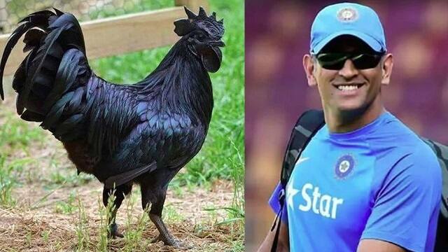 IPL 2022: MS Dhoni’s Ranchi farm gets 2,000 chicks of Kadaknath breed MS Dhoni: আইপিএলের ফাঁকেই ধোনির বাড়িতে পৌঁছে গেল ২ হাজার কড়কনাথ !