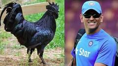 MS Dhoni: আইপিএলের ফাঁকেই ধোনির বাড়িতে পৌঁছে গেল ২ হাজার কড়কনাথ !