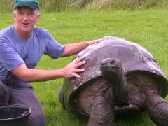 Oldest Tortoise: 1832లో పుట్టిన ఆ తాబేలు ఇంకా బతికే ఉంది, ఇప్పుడు దానికి 190 ఏళ్లంటే నమ్ముతారా?