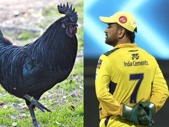 Madhya Pradesh sends 2,000 chicks of protein-rich 'Kadaknath' breed to MS Dhoni's Ranchi farm MS Dhoni's Ranchi farm : தோனியின் பண்ணைக்குச் சென்ற 2000 கருங்கோழிகள்!! கோழி வளர்ப்பில் அடுத்த திட்டம்!!