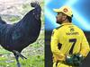 MS Dhoni's Ranchi farm : தோனியின் பண்ணைக்குச் சென்ற 2000 கருங்கோழிகள்!! கோழி வளர்ப்பில் அடுத்த திட்டம்!!