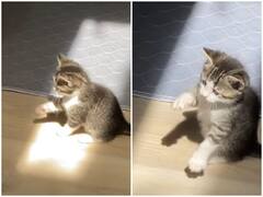 Watch: पहली बार सूरज की धूप देखने पर एक्साइटेड हुई बिल्ली की बच्ची, दिल जीत लेगा वीडियो