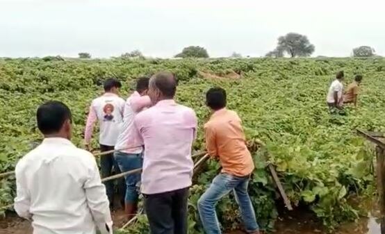 Unseasonal Rain News: मजुरी करुन जोपासली द्राक्ष बाग; पण अवकाळीनं केला घात, राजकारणी शेतकऱ्यांकडे पाहणार का?