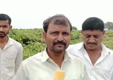 Heavy damage to grape crop in Pandharpur taluka due to untimely rains Unseasonal Rain News: मजुरी करुन जोपासली द्राक्ष बाग; पण अवकाळीनं केला घात, राजकारणी शेतकऱ्यांकडे पाहणार का?