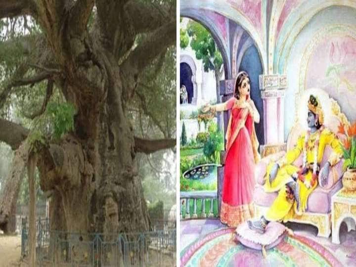 Parijatham Tree: How Krishna Divided the Parijat Between His Two Wives, do you know were is the tree located Parijatham Tree:శ్రీ కృష్ణుడు సత్యభామ కోసం తీసుకొచ్చిన పారిజాతవృక్షం ఇప్పుడు ఎక్కడుందంటే!