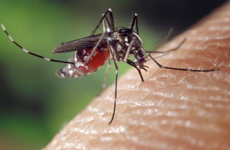 World Malaria Day 2022: আজ বিশ্ব ম্যালেরিয়া দিবস