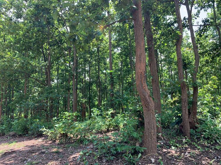 Jhargram: Dead body of a man recovered from forest in Belpahari Belpahari: মাওবাদী হামলার আশঙ্কার মধ্যেই বেলপাহাড়ির ভুলাভেদার জঙ্গলে মৃতদেহ উদ্ধার