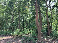 Belpahari: মাওবাদী হামলার আশঙ্কার মধ্যেই বেলপাহাড়ির ভুলাভেদার জঙ্গলে মৃতদেহ উদ্ধার