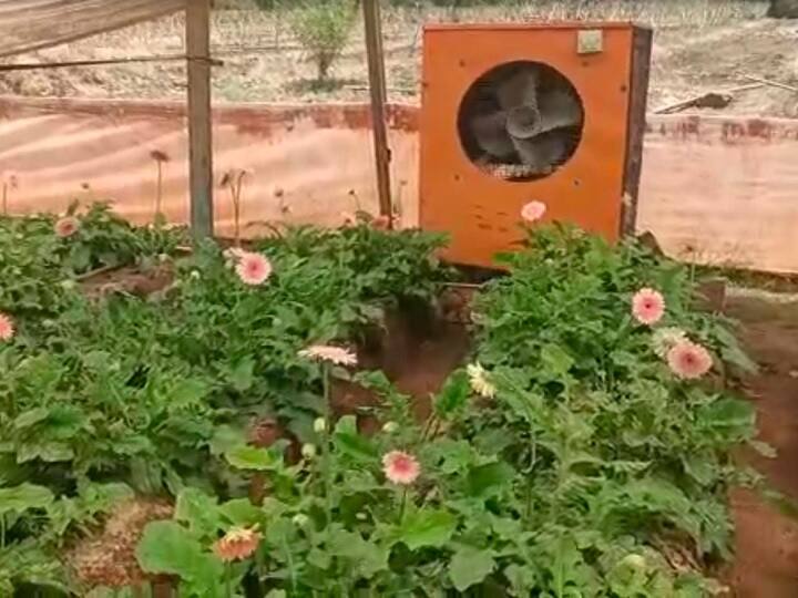 agriculture news hingoli farmer use cooler machine for flower farming in shade net हिंगोलीच्या शेतकऱ्याचा नाद खुळा;  कुलरचा  गारवा देत जरबेरा फुल शेतीचे उत्पादन