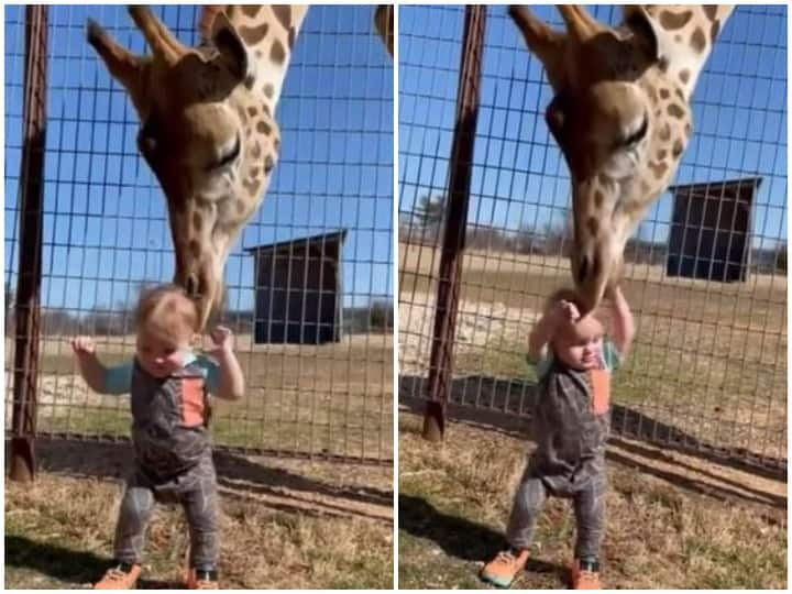 Huge giraffe was seen playing with the child Watch: बच्चे के साथ खेलता नजर आया भारी-भरकम जिराफ, मस्ती का वीडियो हुआ वायरल