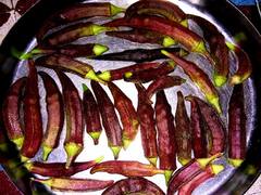 Rajasthan में लहलहा रही है लाल भिंडी की फसल, एक किलो का दाम जानकर हैरान रह जाएंगे आप  