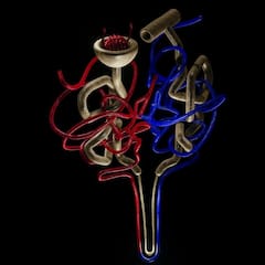 Health Tips : কিডনিতে পাথর নিয়ে চিন্তা ? খাবারের ক্ষেত্রে এই পরামর্শগুলি মেনে চলুন