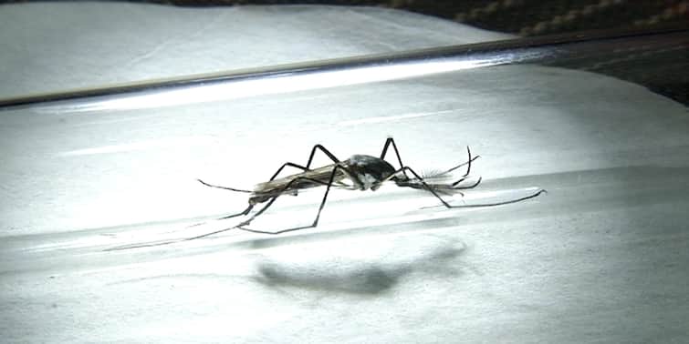 World Malaria Day 2022: আজ বিশ্ব ম্যালেরিয়া দিবস
