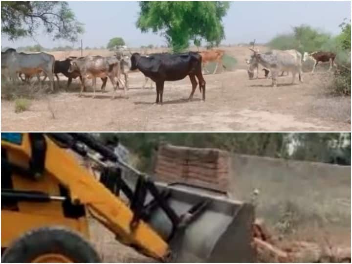 Rajasthan News After the temple in Alwar, the bulldozer ran on the cowshed, 400 cows became destitute ANN Rajasthan News: अलवर में मंदिर के बाद गोशाला पर चला बुलडोजर, 400 गोवंश हुए बेसहारा