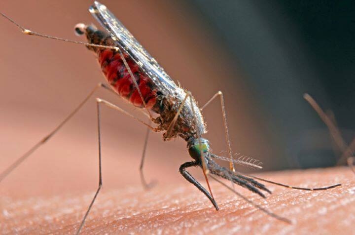 World Malaria Day 2022 Date Theme History Significance of 25 April World Malaria Day 2022: 'Harness Innovation' To Reduce Malaria — Know History And Significance