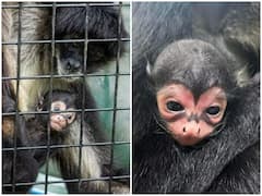 Watch: बैटमैन के निशान के साथ पैदा हुआ स्पाइडर मंकी, हर किसी को कर रहा हैरान