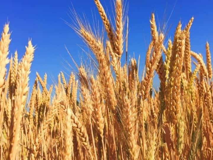 Wheat prices up 4%, more hikes expected on festive demand Wheat Prices : गव्हाच्या किंमतीत चार टक्क्यांची वाढ, सणासुदीच्या हंगामात किंमती आणखी वाढण्याची शक्यता