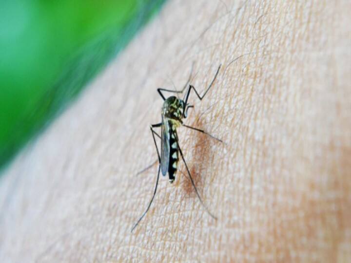 Gurugram: To control malaria, malaria indicator survey will be conducted from next month Gurugram News: मलेरिया पर काबू पाने के लिए गुरुग्राम में अगले महीने से कराया जाएगा मलेरिया इंडिकेटर सर्वे