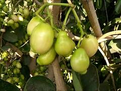 PHOTO : इंदापूरमध्ये पिकवले पांढऱ्या जांभूळाचे पीक