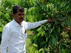 PHOTO : इंदापूरमध्ये पिकवले पांढऱ्या जांभूळाचे पीक