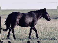 Punjab News: पंजाब में काला घोड़ा बताकर व्यापारियों ने ठगे 22.65 लाख रुपये, नहलाने पर निकला भूरा रंग