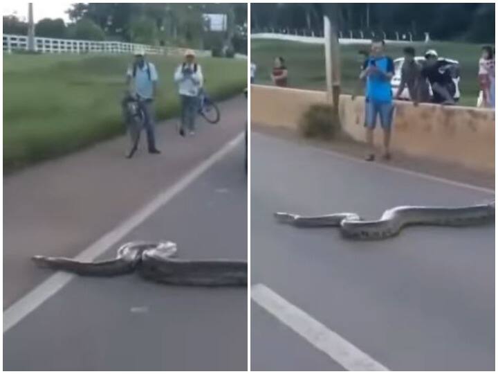 People helped the giant python crossing the road Watch: जब विशालकाय अजगर ने की सड़क पार, वाहनों को रोककर लोगों ने ऐसे की मदद