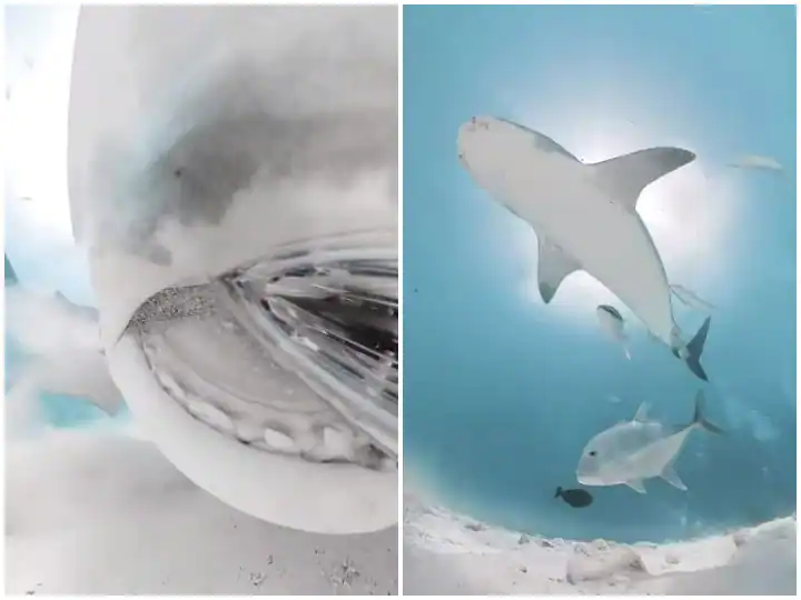 Watch: ਟਾਈਗਰ ਸ਼ਾਰਕ ਨੇ ਕੀਤੀ ਗੋਤਾਖੋਰ ਦੇ ਕੈਮਰੇ ਨੂੰ ਖਾਣ ਦੀ ਕੋਸ਼ਿਸ਼, ਰੌਂਗਟੇ ਖੜ੍ਹੇ ਕਰ ਦੇਵੇਗਾ ਵੀਡੀਓ Watch: ਟਾਈਗਰ ਸ਼ਾਰਕ ਨੇ ਕੀਤੀ ਗੋਤਾਖੋਰ ਦੇ ਕੈਮਰੇ ਨੂੰ ਖਾਣ ਦੀ ਕੋਸ਼ਿਸ਼, ਰੌਂਗਟੇ ਖੜ੍ਹੇ ਕਰ ਦੇਵੇਗਾ ਵੀਡੀਓ