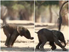 Wacth: लड़खड़ाते कदमों के साथ अपना पहला कदम लेता दिखा हाथी का बच्चा, दिल जीत लेगा वीडियो