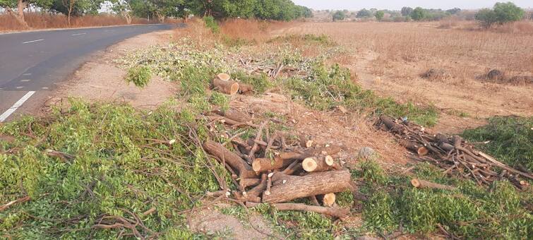 Massive tree felling in Parbhani for road works 50 to 100 year old trees started being cut down Parbhani : रस्त्यांच्या कामांसाठी परभणीत प्रचंड वृक्षतोड, 50 ते 100 वर्षे जुन्या झाडांची कत्तल सुरू