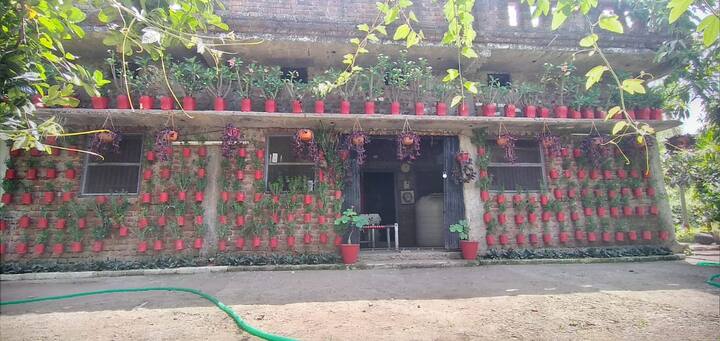 बांसवाड़ा के वदलिपडा गांव के निवास कृष्णा दायमा शहर में एक हैंडीकैप महिला के घर केयर टेकर और गार्डनिंग का काम करते था. आर्थिक स्थिति ठीक नहीं होने के कारण उसके घर की दीवारों पर प्लास्टर नहीं हो पाया था. इसलिए उसने एक आईडिया सोचा और की दीवारों को सजाने के लिए वो पहले तीन छोटे पौधों की कलम लाया और दीवार पर लगा दी. जब उसका ये आईडिया काम कर गया तो कृष्णा ने पूरे घर की दीवारों को पौधे से सजा दिया. अब उसके घर 2000 से ज्यादा पौधे लगे हुए है.