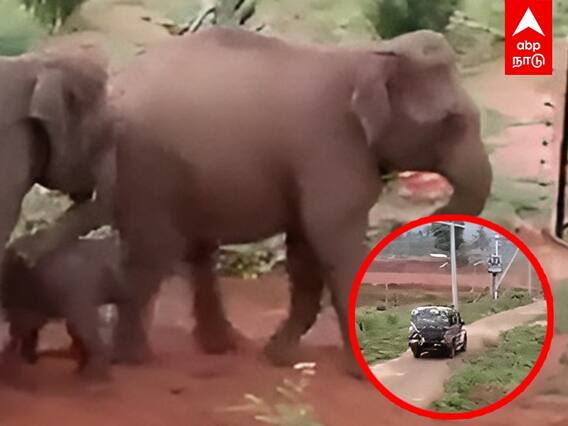 Elephant passing current line  | ஐயா சாமி.. கரண்ட் லைன் இருக்கு.. யானைக்காக பதறும் மக்கள்!