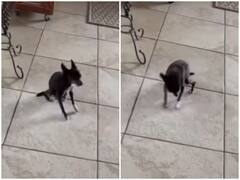 Watch: जोरदार छींक आने पर कांपता नजर आया डॉगी, वीडियो देखने के बाद हंसी नहीं रोक पाएंगे आप