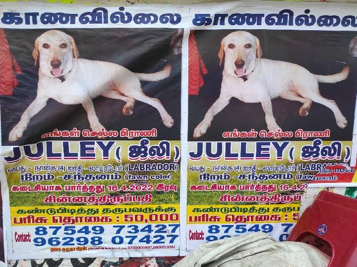Salem: Missing Pet - 50,000 prize announcement for finders சேலத்தில் காணாமல் போன செல்லப்பிராணி ஜூலி - கண்டுபிடித்து தருபவர்களுக்கு 50,000 பரிசு அறிவிப்பு