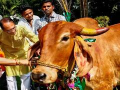 MP News: देसी गाय पालने वाले किसानों को सरकार देगी हर महीने 900 रुपये की सौगात, जानिए किसे मिलेगा लाभ